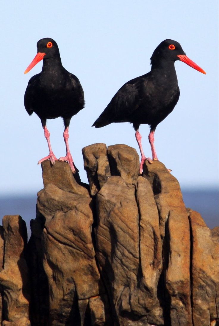 two black birds sitting on top of rocks near the ocean with bright orange beaks