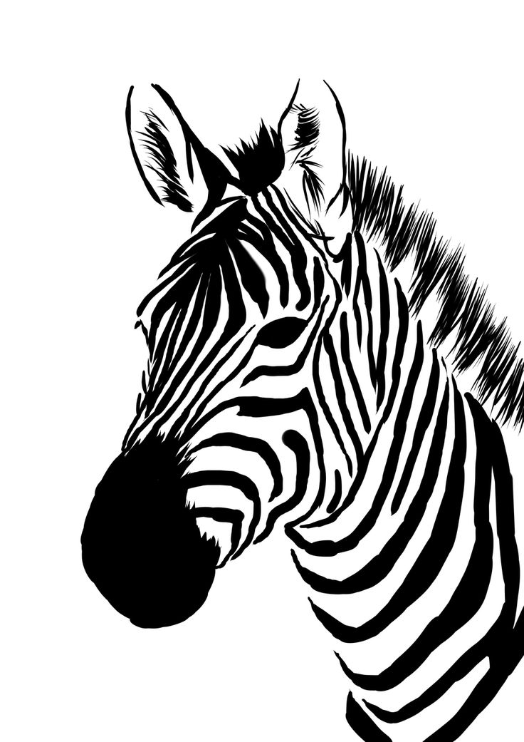 a black and white drawing of a zebra's head