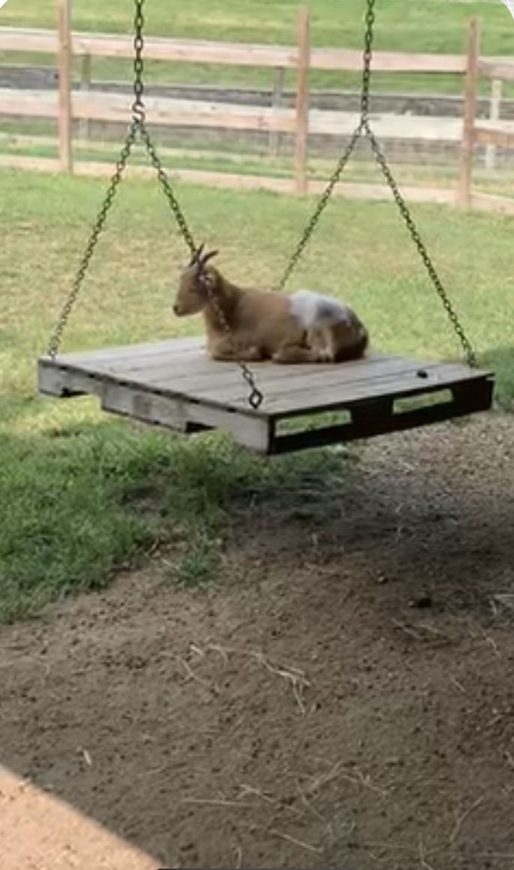 a goat laying on top of a wooden swing