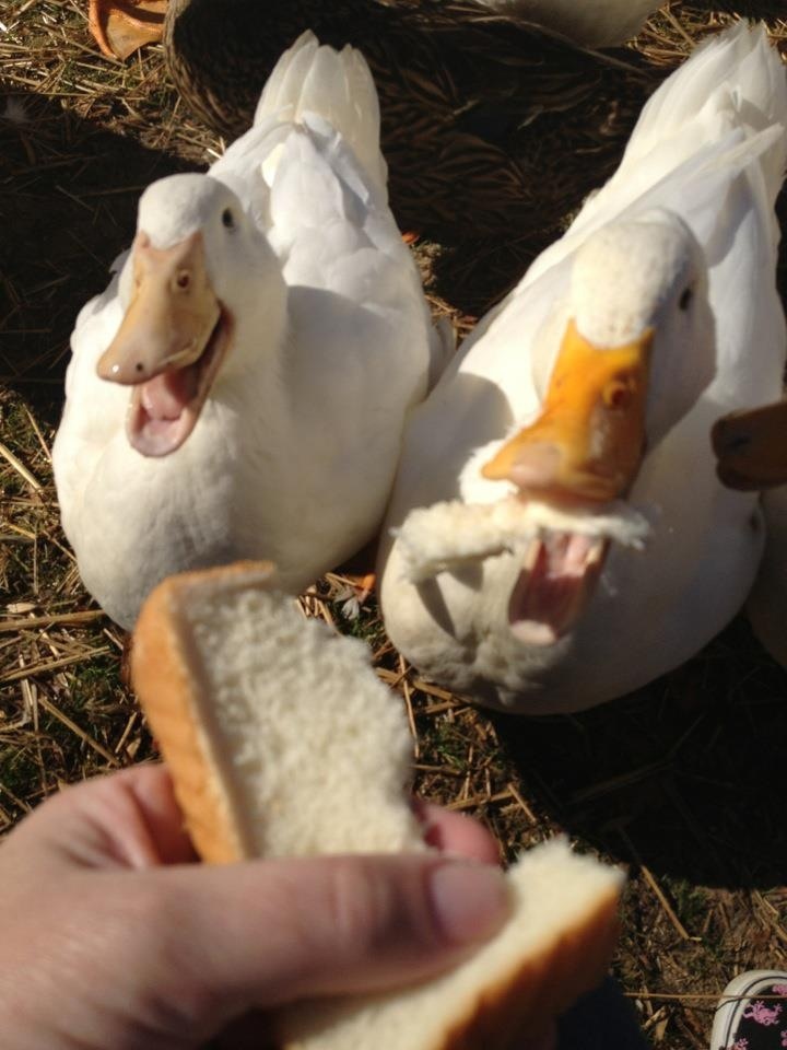 two ducks sitting on the ground and one is eating bread with its beaks open