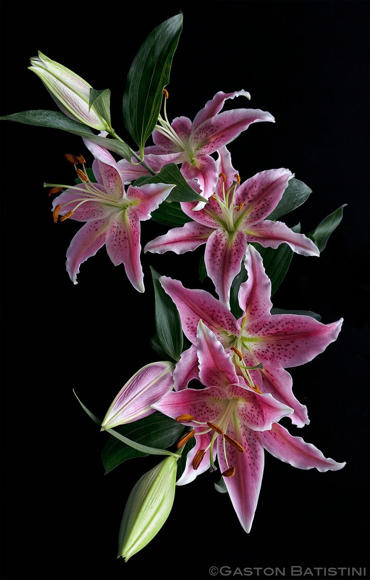 three pink lilies with green leaves on a black background