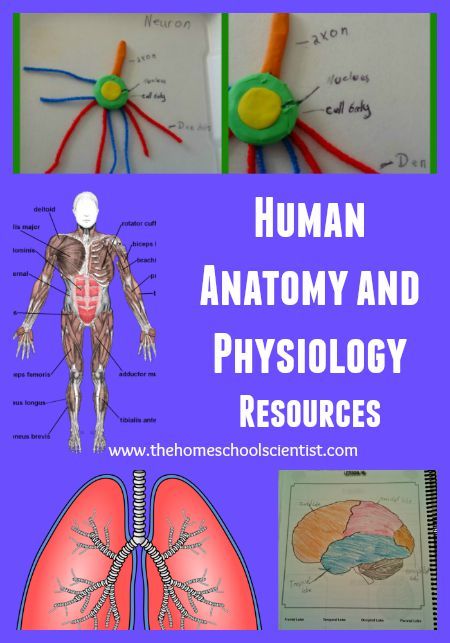 the human anatomy and physiollogy resources are available for kids to learn about their body