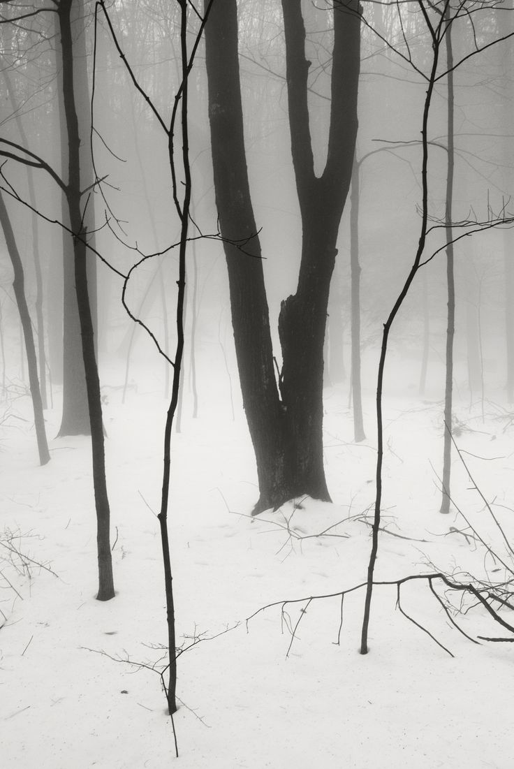 black and white photograph of trees in the snow