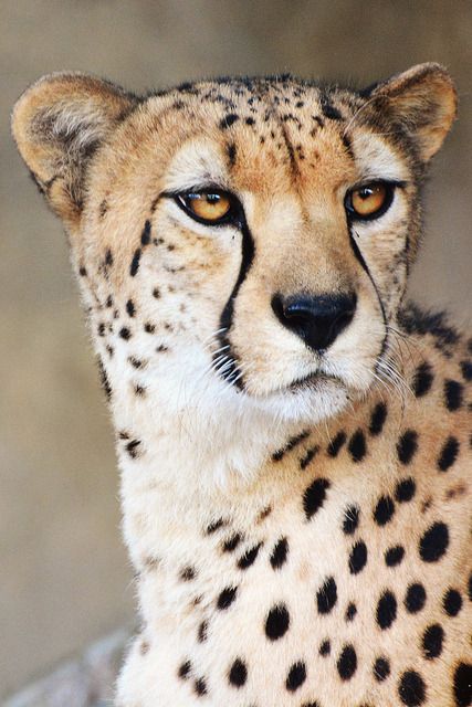 a cheetah sitting on top of a rock looking at the camera with an intense look