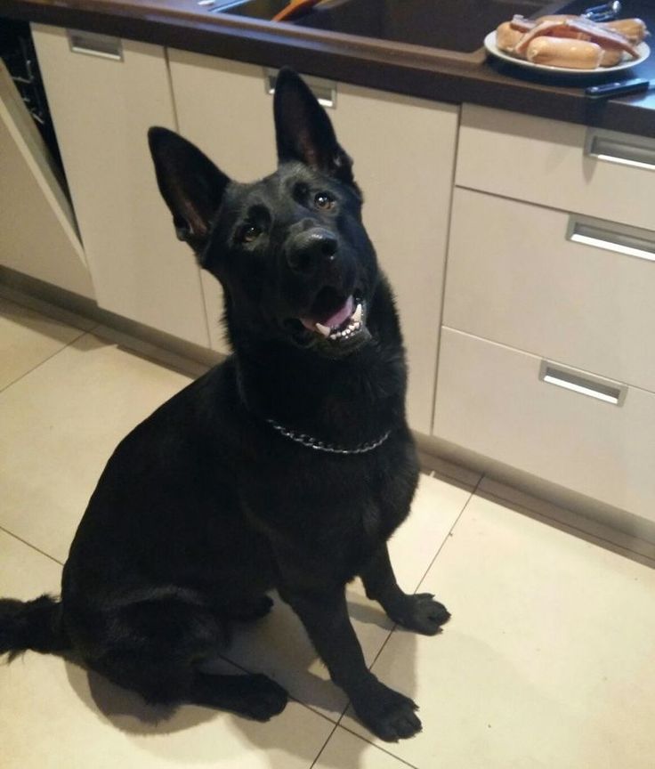 a black dog sitting on the kitchen floor