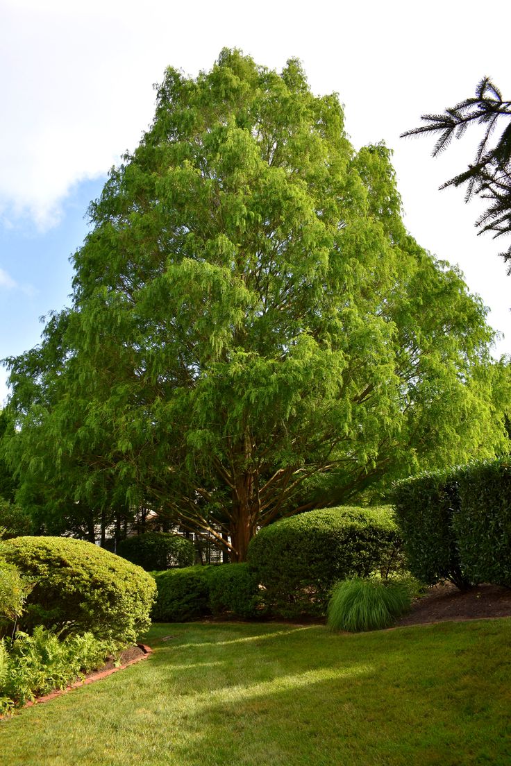 a large green tree sitting in the middle of a lush green park