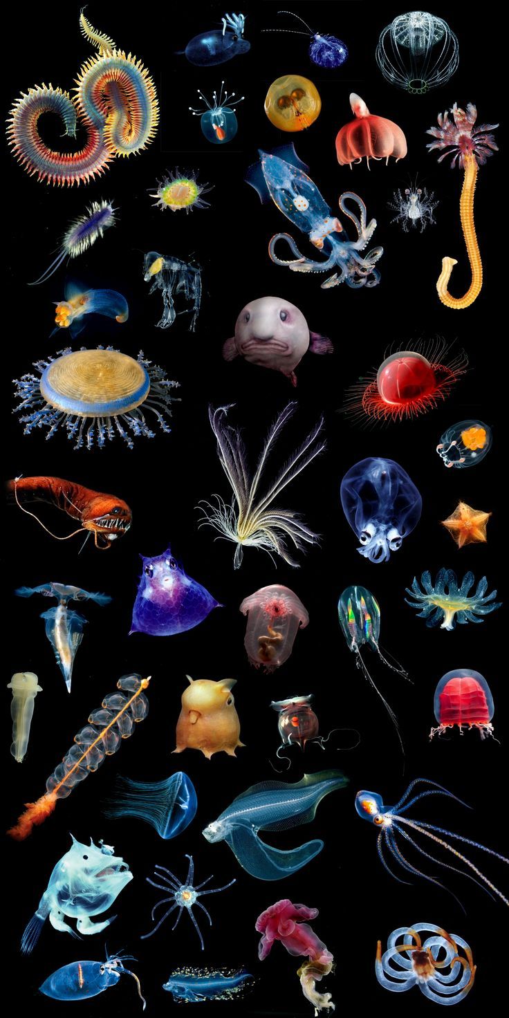 an image of sea animals in the dark