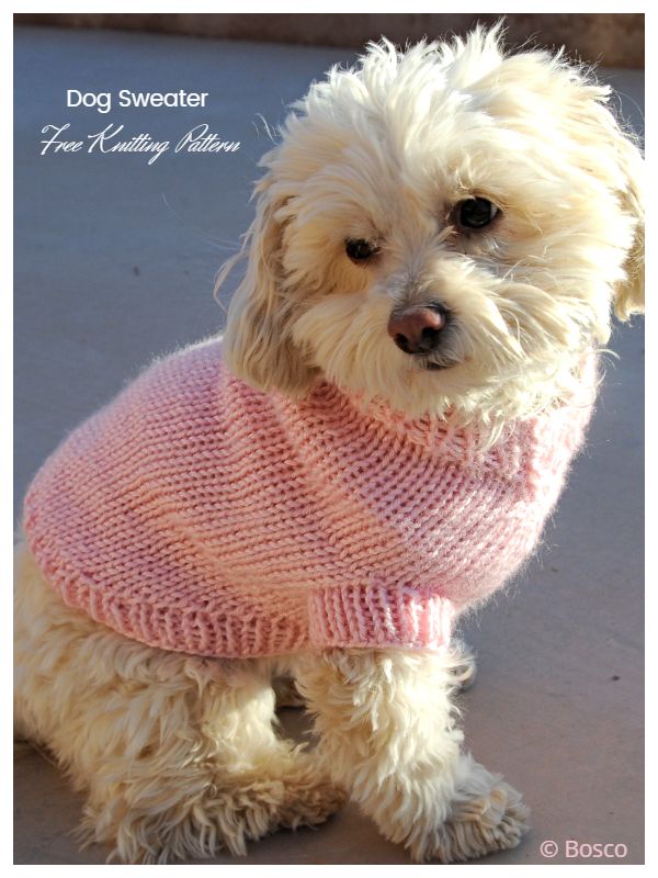 a small white dog wearing a pink sweater