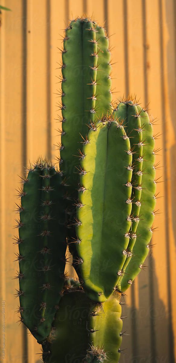 a green cactus plant in front of a yellow wall