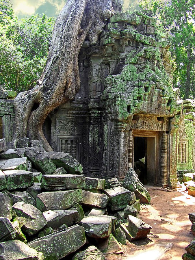 an old tree growing out of the side of a stone building with large rocks around it