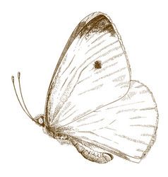 a drawing of a butterfly on a white background