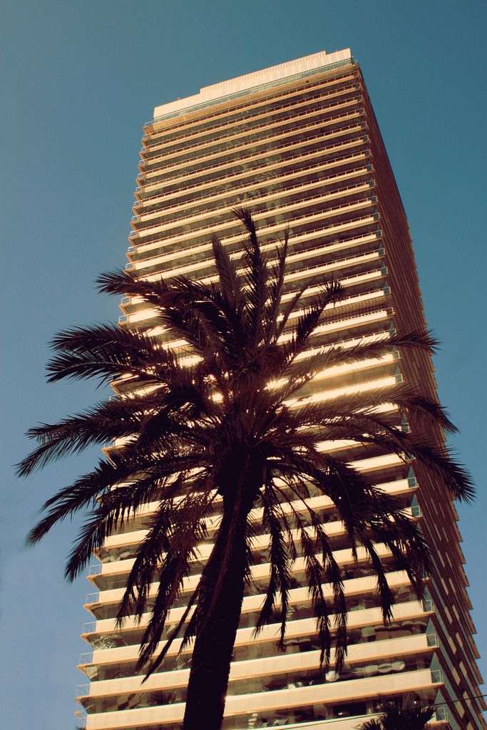 a palm tree in front of a tall building