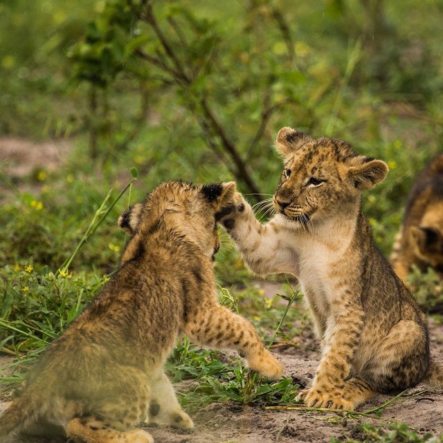 two young lions playing with each other in the grass and dirt, while another lion looks on