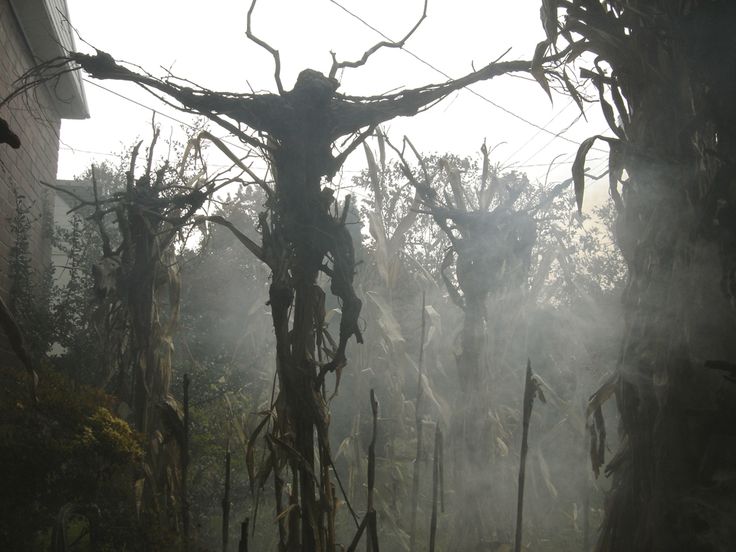 an image of fog in the forest with trees