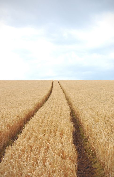 two tracks in the middle of a wheat field