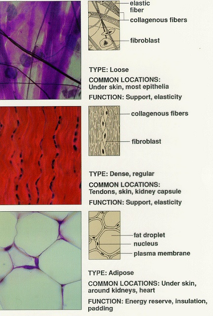 an image of different types of cells