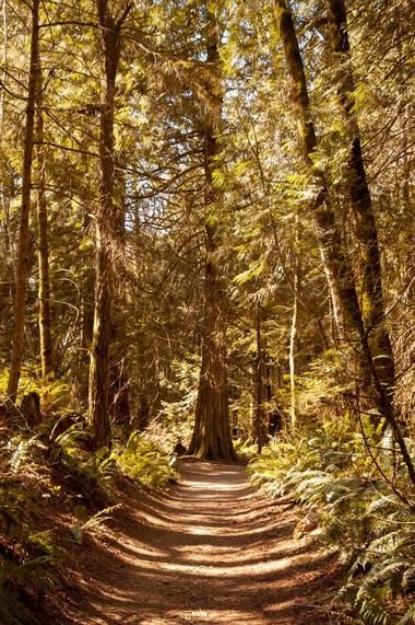 a dirt road surrounded by tall trees in the woods