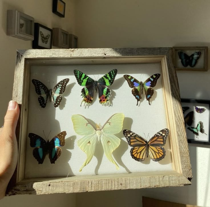 a person holding up a shadow box filled with butterflies