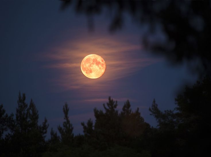 the full moon is seen through some trees