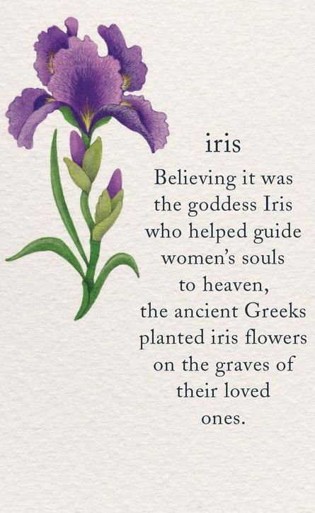 a purple flower with the words iris believing it was the goddess