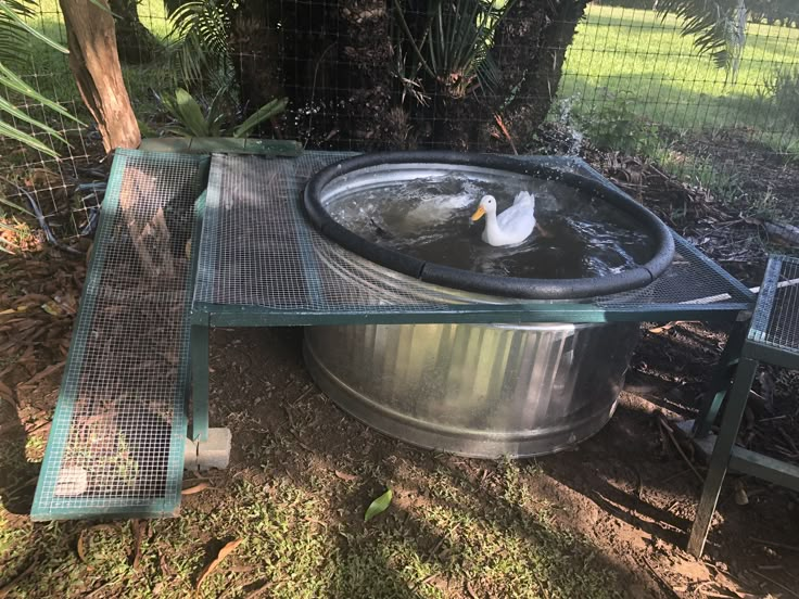 two ducks are swimming in a large metal bowl on the side of a bench next to a tree