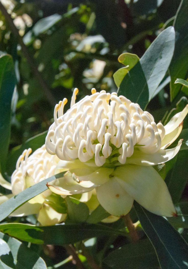 a close up of a flower on a tree with green leaves in the foreground