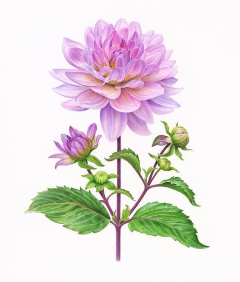 a watercolor drawing of a pink flower with green leaves