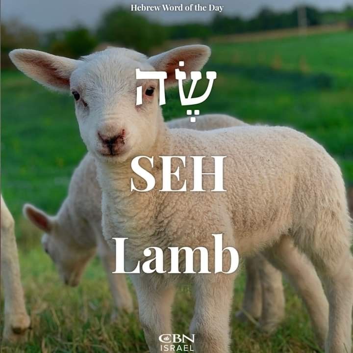 two lambs standing next to each other in a field with the words seh lamb written on it