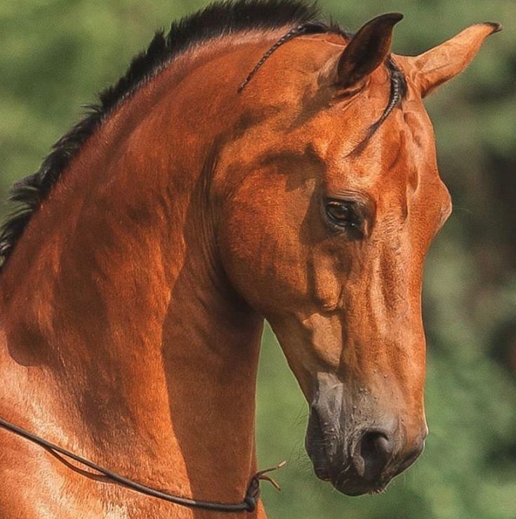 a brown horse with black mane standing in front of trees