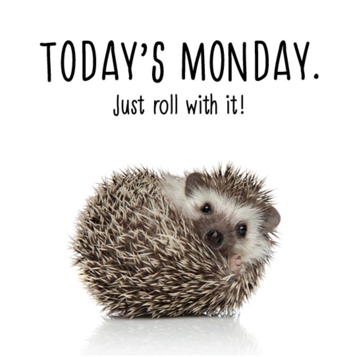 an image of a hedgehog with the words today's monday just roll with it