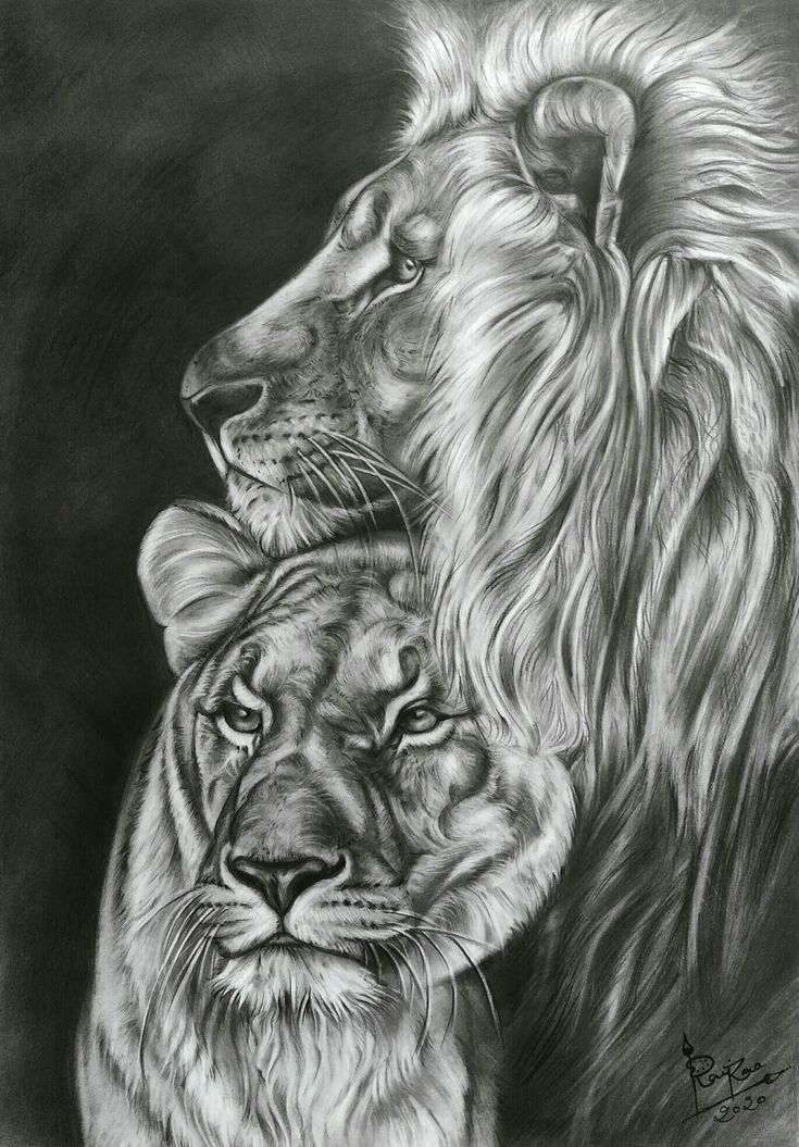 a drawing of two lions, one with its head on the other's shoulder