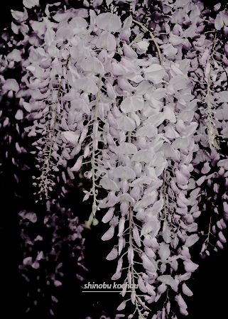 white flowers are hanging from the branches of a tree in front of a black background