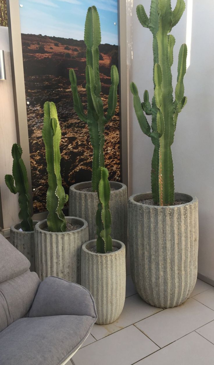 three potted cactus plants sitting next to each other in front of a painting on the wall