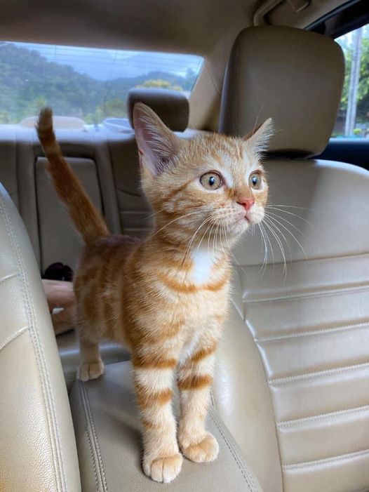 an orange tabby cat standing on the back seat of a car looking at the camera