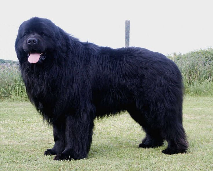 a large black dog standing on top of a lush green field