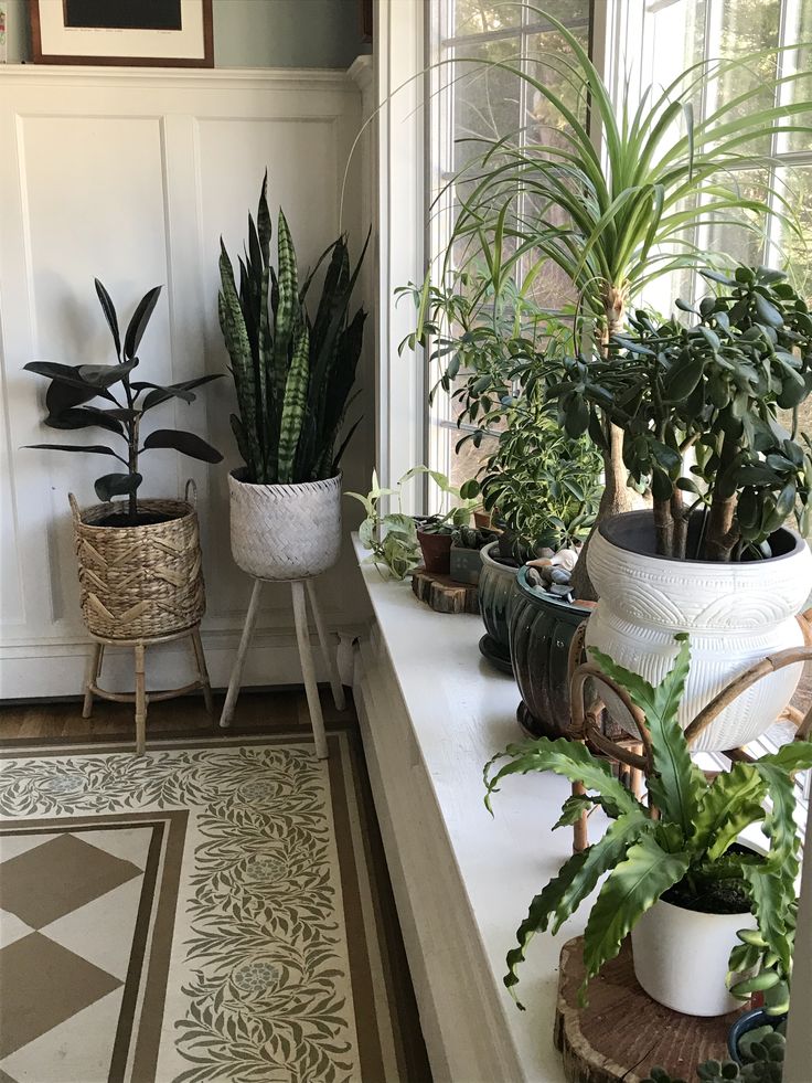 several houseplants are sitting on the windowsill