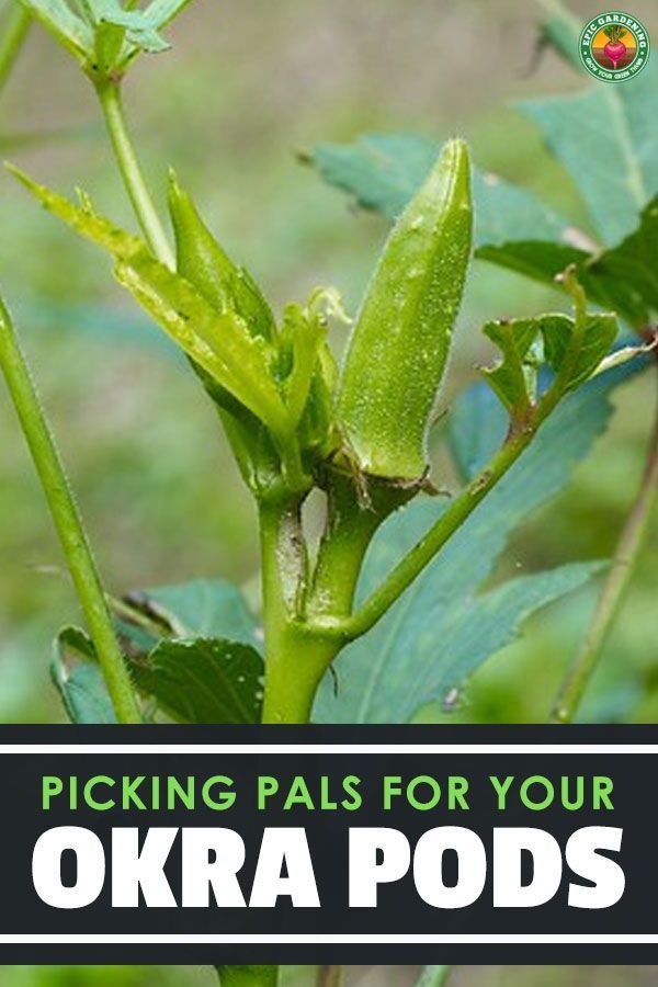 pickling pals for your okra pods are easy to grow in the garden