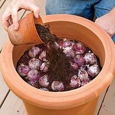 a person is pouring dirt into a pot filled with purple onions and other things in it