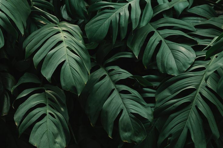 large green leaves are covering the ground