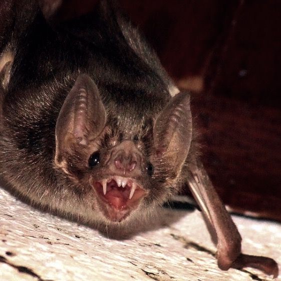 a bat with it's mouth open and its teeth wide open on the floor