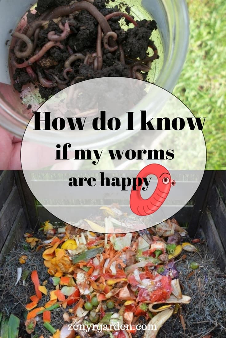 a person holding a jar filled with dirt and worms in it, text reads how do i know if my worms are happy?