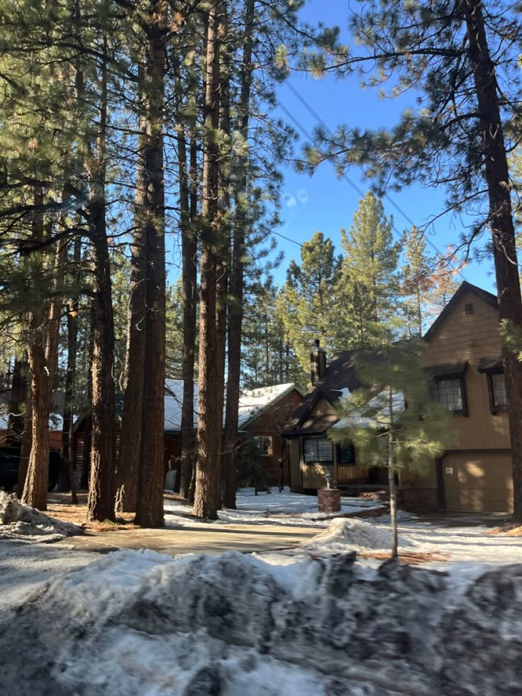 a house in the woods with snow on the ground and pine trees around it's edge