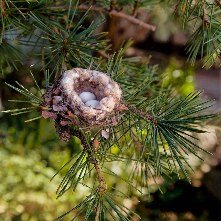 a bird's nest on top of a pine tree with eggs in the nest