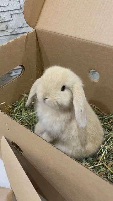 a small white rabbit sitting in a cardboard box