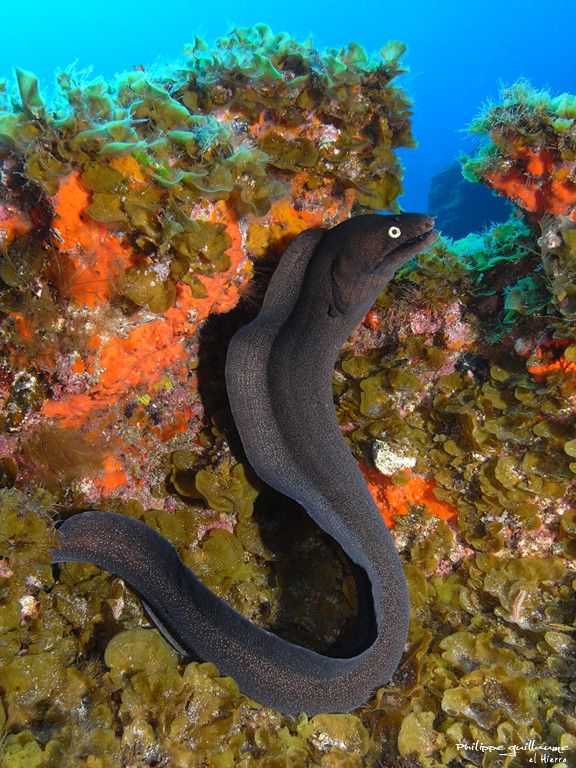 a black sea slug on the bottom of a coral reef