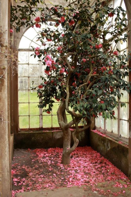 a bonsai tree in a window with pink petals on the ground and leaves all over it