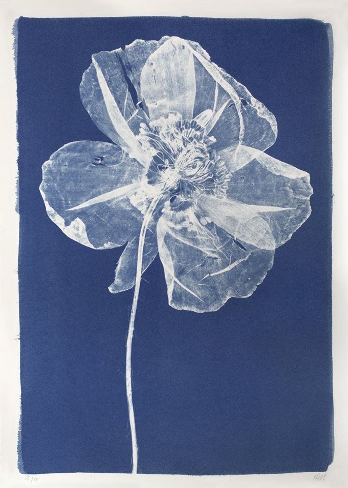 an image of a flower on a blue background