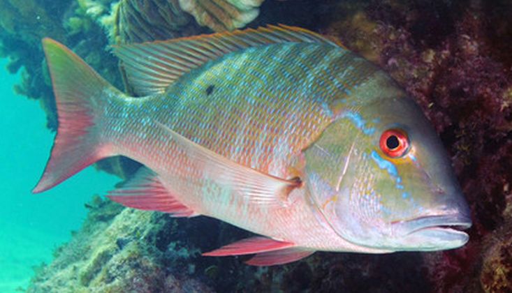 a fish that is swimming in the water next to some rocks and corals on the ocean floor