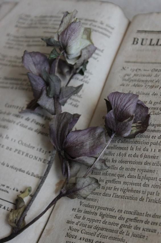 two purple flowers sitting on top of an open book