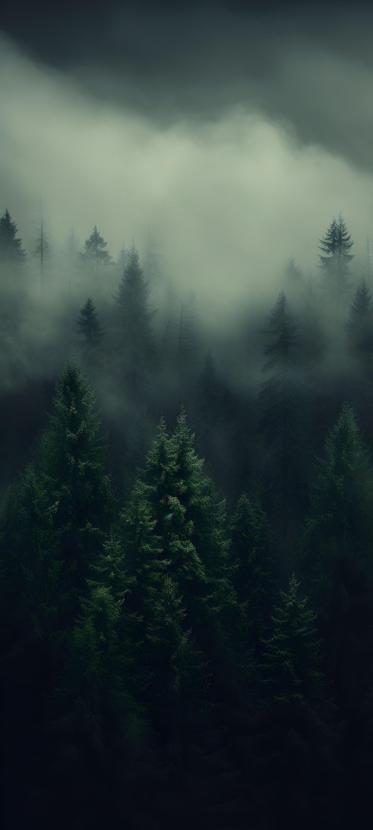 a forest filled with lots of green trees under a dark sky covered in fog and smoggy clouds